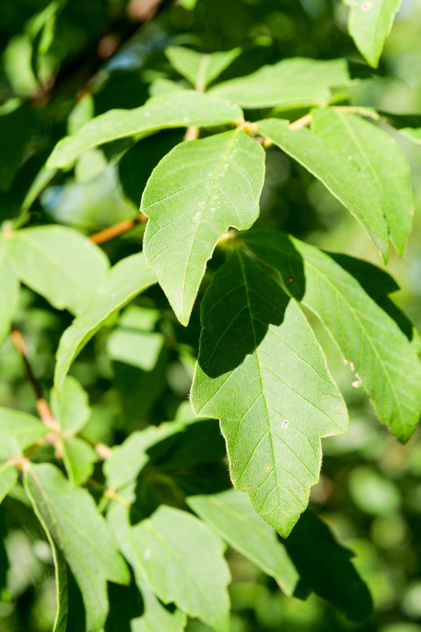 acer-griseum-paperbark-maple-van-den-berk-nurseries